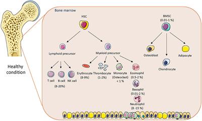 Obesity-Induced Changes in Bone Marrow Homeostasis